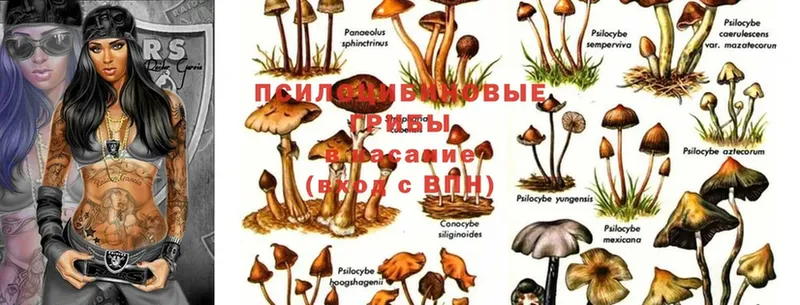 Галлюциногенные грибы MAGIC MUSHROOMS  блэк спрут   Пушкино 